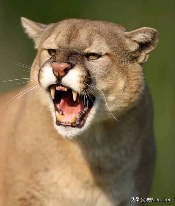 貓科動物誰最能打?在地球野區,顏值即戰鬥力 貓科動物誰最能打?在地球野區,顏值即戰鬥力