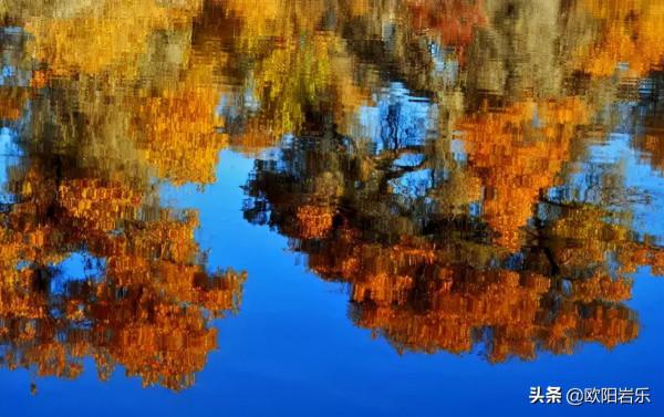 國內這6個地方的胡楊林，美得無法無天！此生一定要去看一次