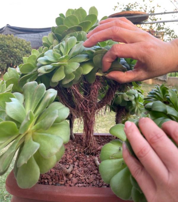 7種花有了“氣生根”，剪下來就活，不用費勁扦插了