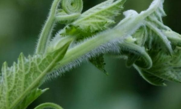 有人認為農村人常吃的南瓜藤，會給身體帶來危害，是真的嗎？