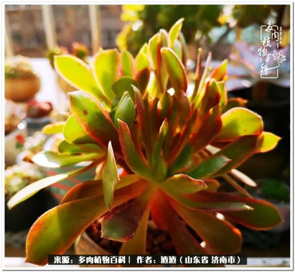 一個不稱職90後的闡述：何以解憂？唯有多肉