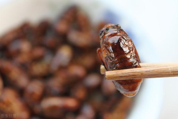 天黑後去抓知了猴,油炸金蟬,香酥美味 天黑後去抓知了猴,油炸金蟬,香酥美味