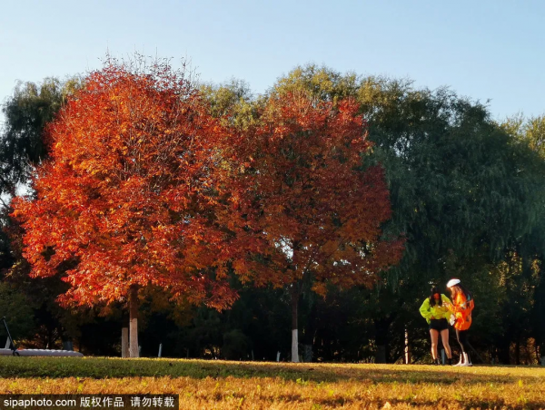 準備打卡！北京這些地方已經美成畫！最新彩葉實拍→