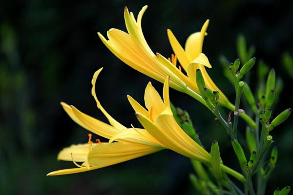 提醒大家:這4種蔬菜吃前一定要焯水,否則容易會引起結石 提醒大家:這4種蔬菜吃前一定要焯水,否則容易會引起結石