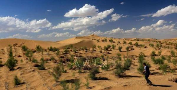 真相揭秘：你每天辛苦的在螞蟻森林種樹，馬雲卻在偷偷的靠它賺錢