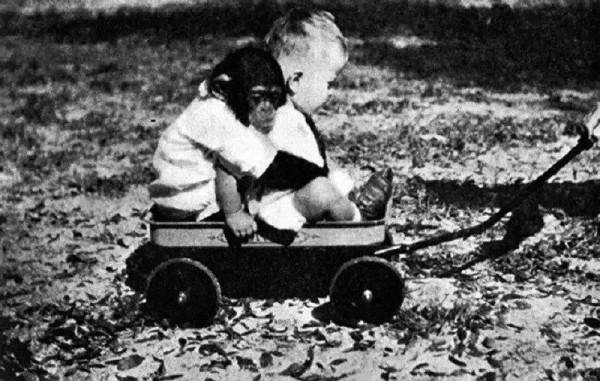 1931年,一隻黑猩猩與人類小孩一起養大,這隻猩猩會變成“人”嗎 1931年,一隻黑猩猩與人類小孩一起養大,這隻猩猩會變成“人”嗎