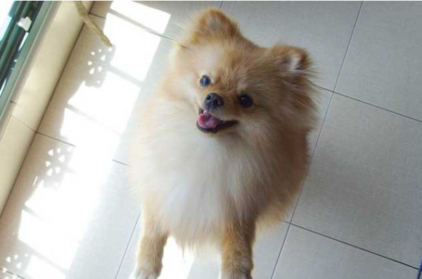 這幾種狗就是好看，但是一點都不中用，是慫狗