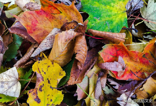 士兵撿樹葉擦屁股,卻遇到世上最劇毒的樹,最終因疼痛難忍而自殺 士兵撿樹葉擦屁股,卻遇到世上最劇毒的樹,最終因疼痛難忍而自殺