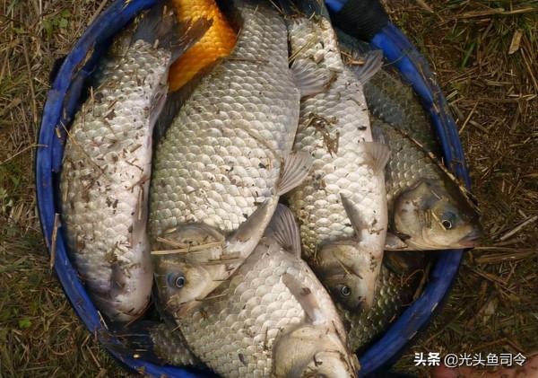釣魚人有多瘋狂？釣的魚太多送不出去，挖了個魚塘後更迷茫