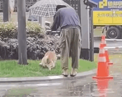 “這狗我不想要了,安樂死了吧!”愛狗可以!養狗,請三思 “這狗我不想要了,安樂死了吧!”愛狗可以!養狗,請三思