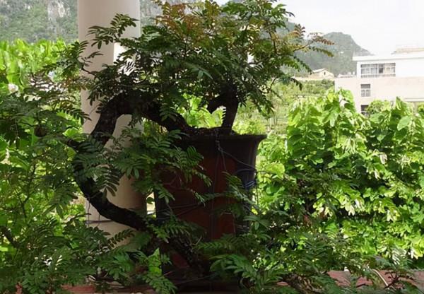 睡覺有“失眠”的毛病,往臥室養上“4類花”,就不用再擔心了 睡覺有“失眠”的毛病,往臥室養上“4類花”,就不用再擔心了