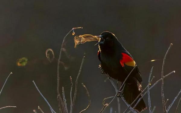 34張罕見的照片,老虎被訓得動都不敢動,小狗指揮主人倒車 34張罕見的照片,老虎被訓得動都不敢動,小狗指揮主人倒車