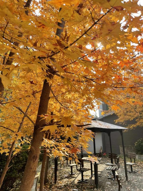 淺議&OpenCurlyDoubleQuote;區域全面經濟夥伴關係協定&rdquo;