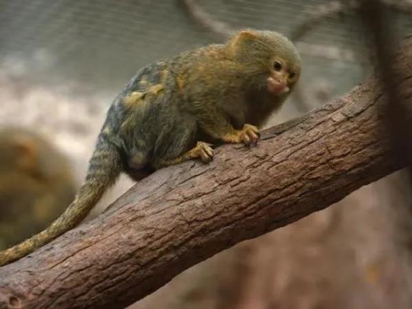 最小的靈長類能有多小？