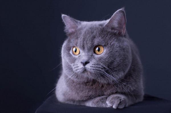 貓咪品種介紹大全！我們應該怎麼選擇適合自己的貓咪？