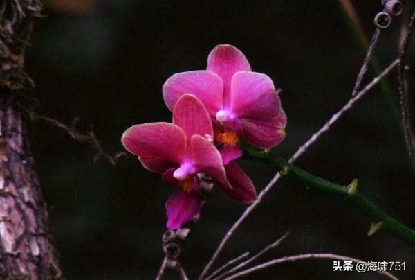 花中極品蝴蝶蘭 花中極品蝴蝶蘭