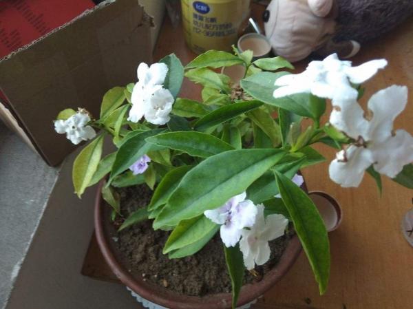 夏天茉莉不開花?兩種土壤要重視,及時處理才能長勢旺 夏天茉莉不開花?兩種土壤要重視,及時處理才能長勢旺