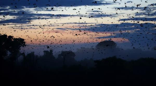 它們是地球上,唯一真正會飛翔的哺乳動物,可是卻不怎麼引人注目 它們是地球上,唯一真正會飛翔的哺乳動物,可是卻不怎麼引人注目