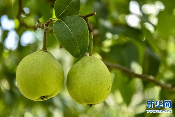 遇見雲南生物多樣性之美丨“春城”萬物生