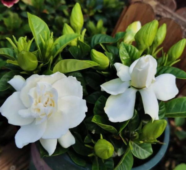 做好這5件事，梔子花在你家也能養好，葉子油綠，開花爆盆
