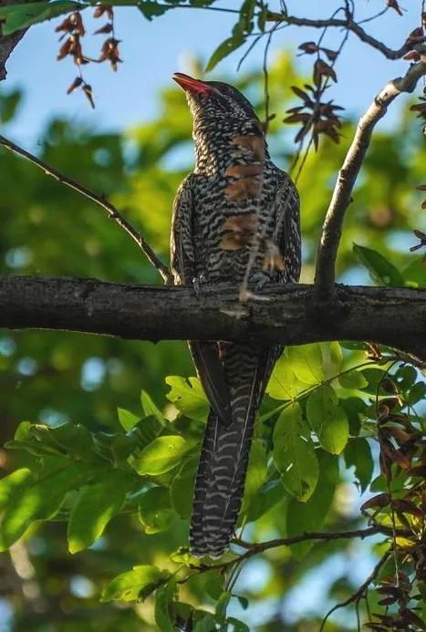 分享鳥類圖片-噪鵑