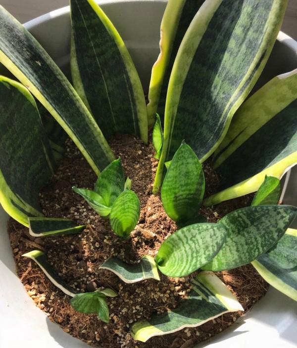 4種耐旱小盆栽,秋季天涼剛好繁殖,從少變多很容易 4種耐旱小盆栽,秋季天涼剛好繁殖,從少變多很容易