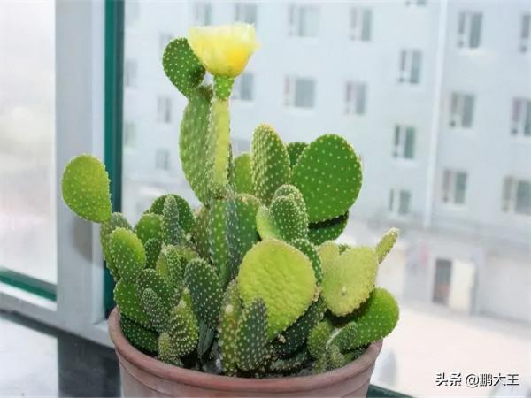 盤點幾種懶人花卉，不論在什麼樣的環境下，都可以很好的生長