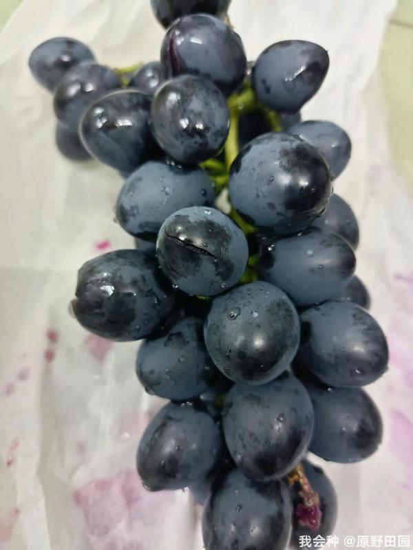 摩爾多瓦葡萄只能大棚裡種植