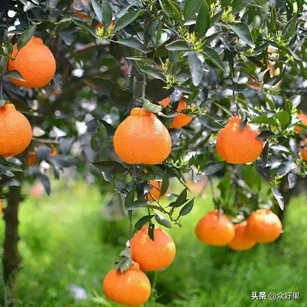 2021/2022年柑橘行情預估：反彈無望，或將繼續保持理性