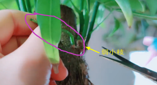 發財樹需要修剪嗎?修剪前需要做什麼準備工作,剪完以後怎麼保養 發財樹需要修剪嗎?修剪前需要做什麼準備工作,剪完以後怎麼保養