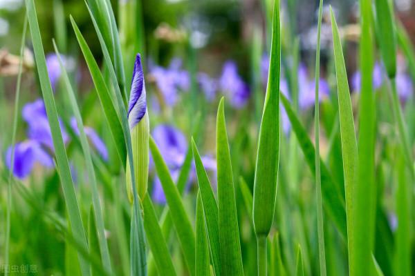 吃純素和葷素搭配哪個更好，我來告訴你答案