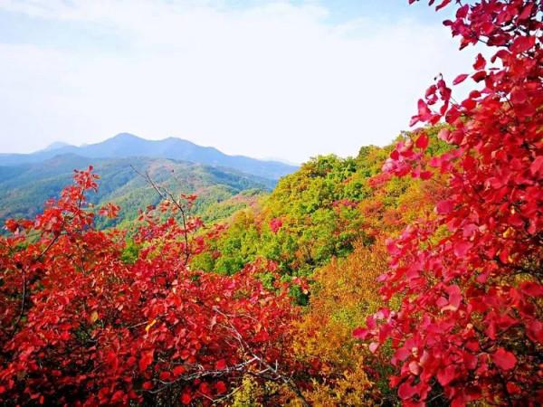 太行山最美的秋色在這裡