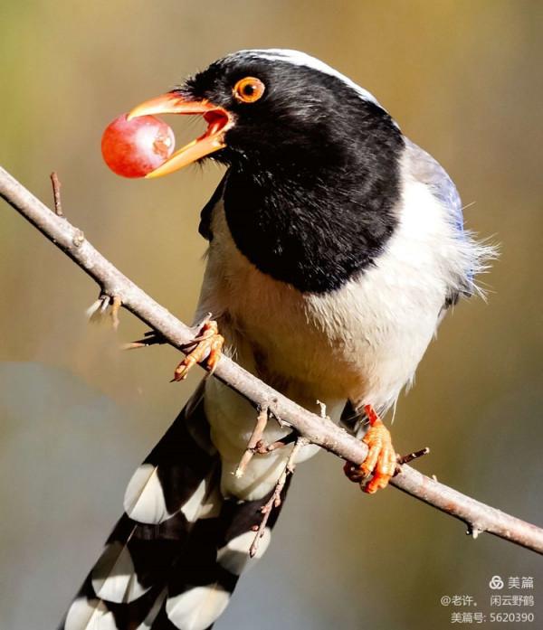不為雞犬是戰狼，但看紅嘴藍鴉鵲