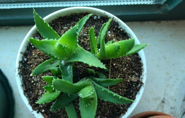 4種耐旱小盆栽,秋季天涼剛好繁殖,從少變多很容易 4種耐旱小盆栽,秋季天涼剛好繁殖,從少變多很容易