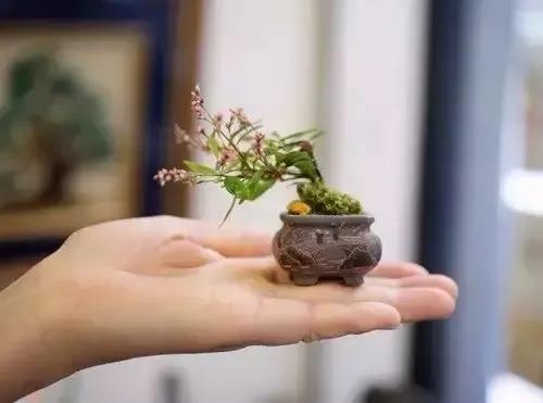 分享：拇指盆景，盆景雖小見天地，真的是太美了