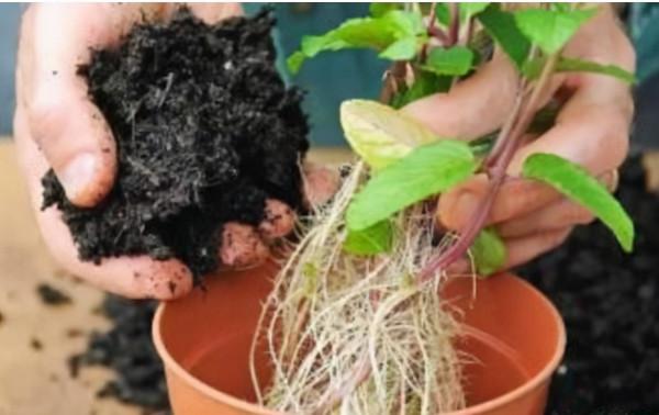 廁所不透氣,就養這“3種”花,空氣清香除臭味,再貴也要養1盆 廁所不透氣,就養這“3種”花,空氣清香除臭味,再貴也要養1盆