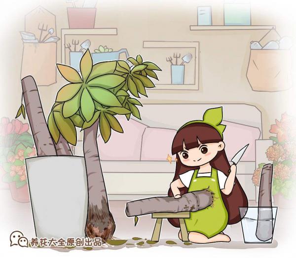 發財樹水培總是死,學會這2招,怎麼養都不黃葉 發財樹水培總是死,學會這2招,怎麼養都不黃葉