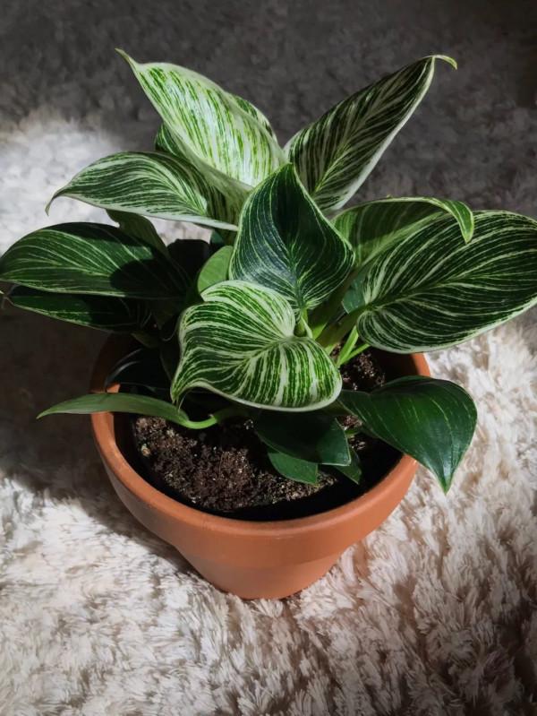 8種葉子長滿白色斑紋的室內觀葉植物,顏值不低,價格不貴 8種葉子長滿白色斑紋的室內觀葉植物,顏值不低,價格不貴