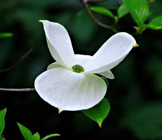 四照花～春有亮葉，夏花如蝶，秋有紅葉紅果，極具觀賞價值