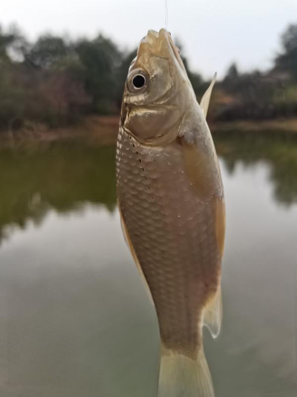 可遇不可求的土鯽魚，看著就覺得舒服