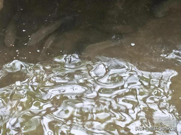 接地氣的小微型家庭農場