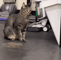 用“鹹貓手”摸遍醫院上下！愛社交的狸花，真的好可怕啊啊啊