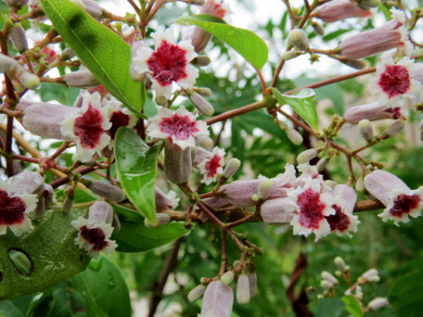 保胃健康｜藥食同源雞屎藤