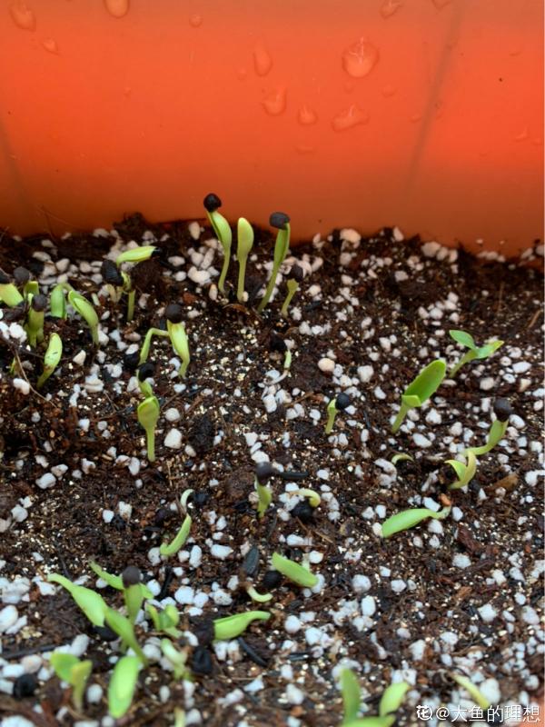 秋播時間到,掌握好播種技巧,出芽率直線上升 秋播時間到,掌握好播種技巧,出芽率直線上升