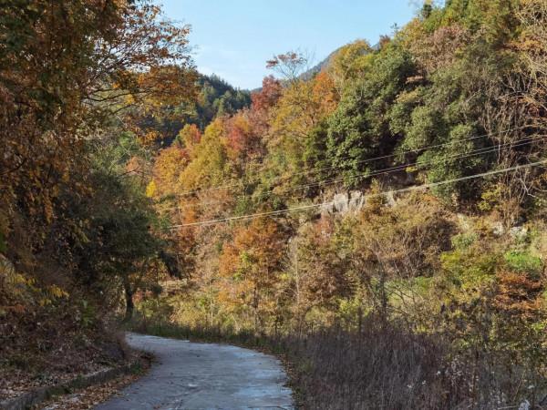 秋染大別山，最美是英山
