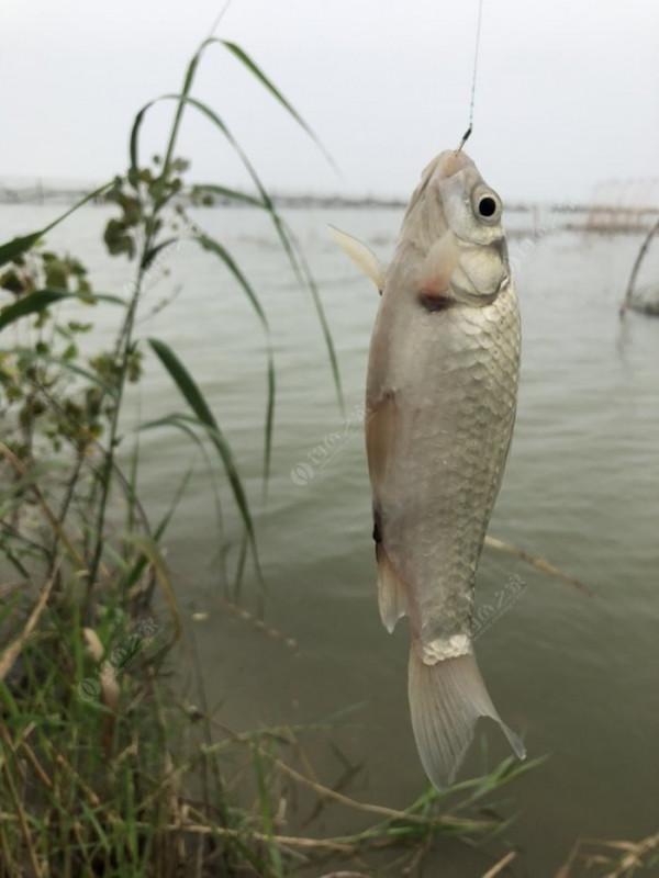 2021垂釣日誌之56,艱辛垂釣路,魚獲足補償 2021垂釣日誌之56,艱辛垂釣路,魚獲足補償