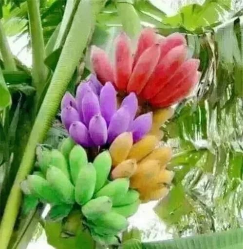 分享圖片&mdash;&mdash;罕見彩色香蕉