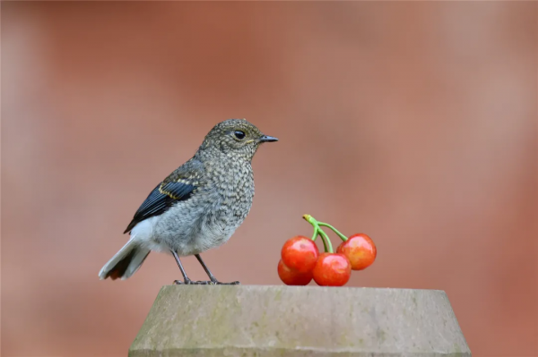 40+張大片!帶你領略這裡的“鳥禽圖鑑”! 40+張大片!帶你領略這裡的“鳥禽圖鑑”!