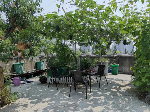 蜂糖李，北方樓頂值得種