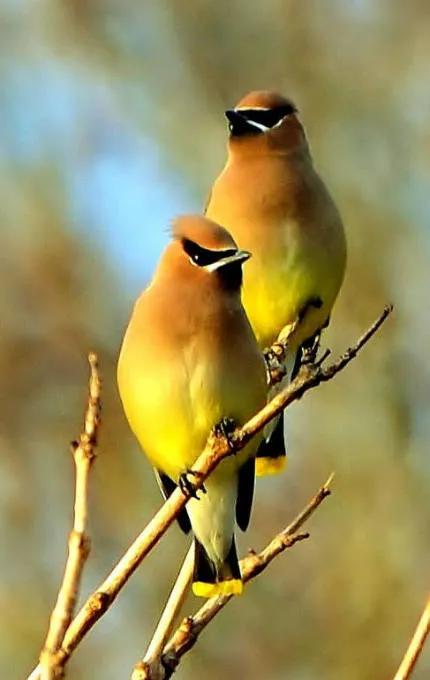 分享圖片：精美絕倫的鳥兒。顏色鮮豔，姿態優美，太招人喜歡了